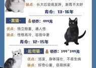 小森生活猫咪领养攻略（详细介绍领养途径及注意事项）