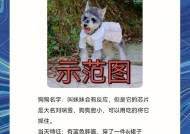 地下城宠物丢失如何找回？删除宠物的正确步骤是什么？