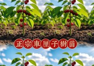 我的世界中樱桃树如何种植？种植樱桃树需要注意什么？