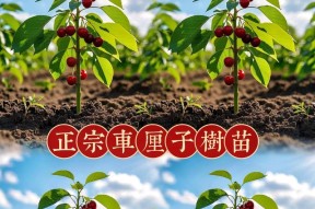 我的世界中樱桃树如何种植？种植樱桃树需要注意什么？