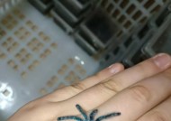 获取蜘蛛宠物的方法和途径是什么？