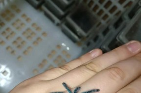 获取蜘蛛宠物的方法和途径是什么？