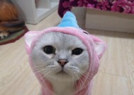 灵猫传橘——打造最受欢迎的猫咪游戏（让你的猫咪成为传奇）
