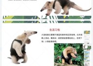 我的世界捕捉食蚁兽的步骤是什么？