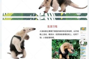 我的世界捕捉食蚁兽的步骤是什么？