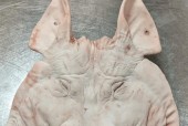 绝地求生中猪头如何交易？卖猪头有哪些技巧？