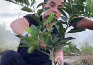 小树苗战斗技巧是什么？如何快速击败小树苗？