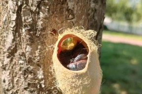 爱神花园蚕茧合成攻略（合成神器）
