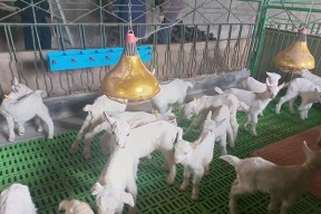 《小森生活中的圈角羊饲养秘籍》（教你如何在游戏中成功饲养圈角羊）