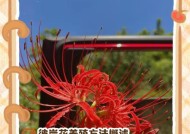 彼岸花的克制方法有哪些？如何在战斗中有效对抗彼岸花？
