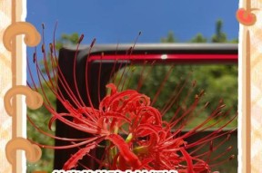 彼岸花的克制方法有哪些？如何在战斗中有效对抗彼岸花？