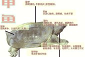 寻仙中巨型甲鱼的获取途径是什么？