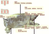 寻仙中巨型甲鱼的获取途径是什么？
