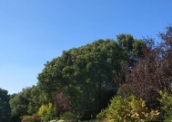 Temtem公园攻略（刷公园玩法详解）