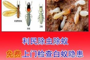 《红色火蚁技能》（以小小蚁国中的神兵利器为例）