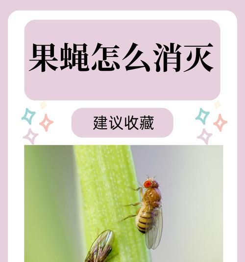 我的世界中果蝇的养殖方法是什么？  第1张