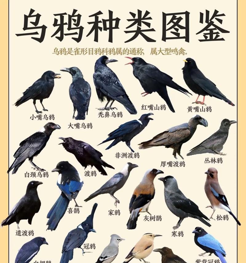 乌鸦辅助玩家的别称是什么？  第2张