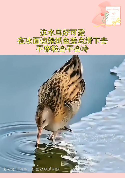 小鸟背水技能作用是什么？  第3张