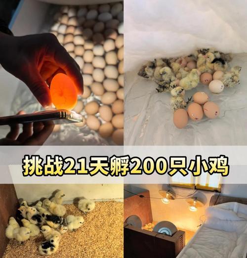 玛力丽生蛋的孵化条件和方法是什么？  第2张