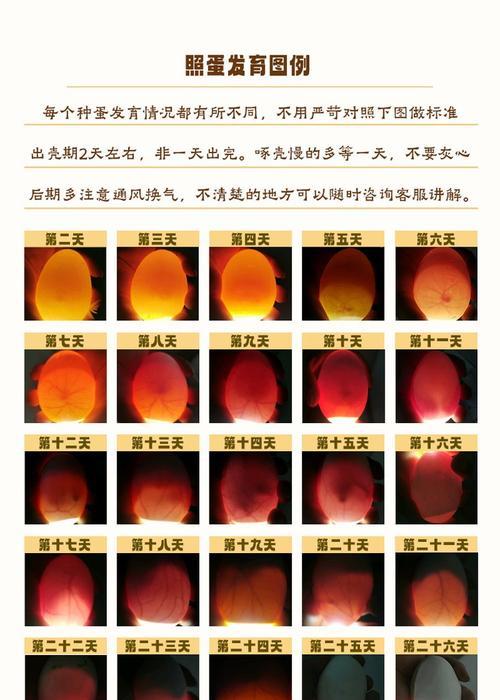 玛力丽生蛋的孵化条件和方法是什么？  第3张