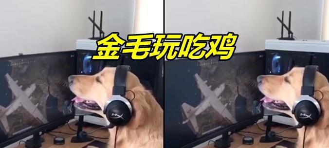 绝地求生金毛犬皮肤获取途径有哪些？  第3张