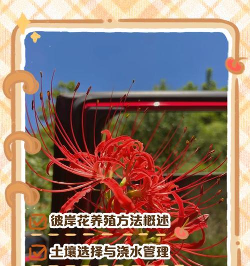 彼岸花的克制方法有哪些？如何在战斗中有效对抗彼岸花？  第1张