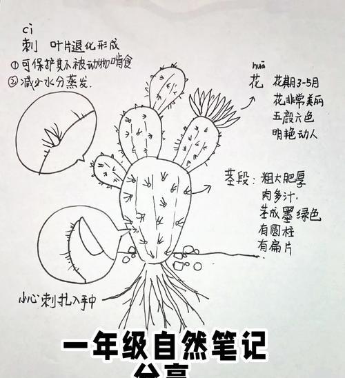 我的世界仙人掌种植方法是什么？需要哪些条件？  第2张