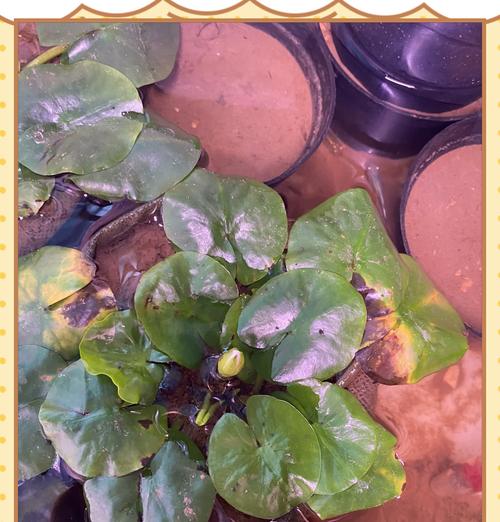 我的世界中睡莲种植方法是什么？种植睡莲需要注意什么？  第2张