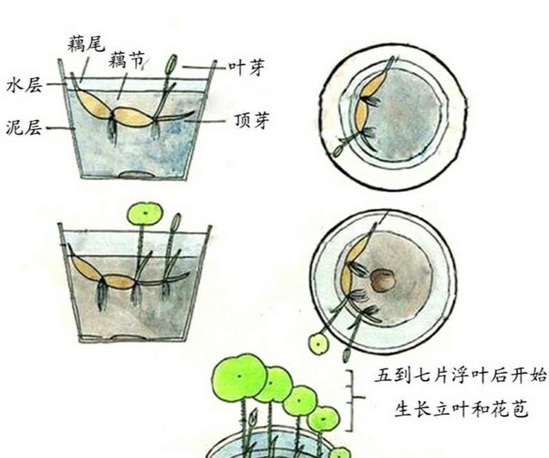 我的世界中睡莲种植方法是什么？种植睡莲需要注意什么？  第3张