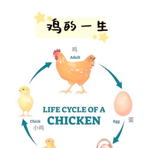 我的世界中如何繁育小鸡？繁育小鸡的步骤有哪些？  第3张