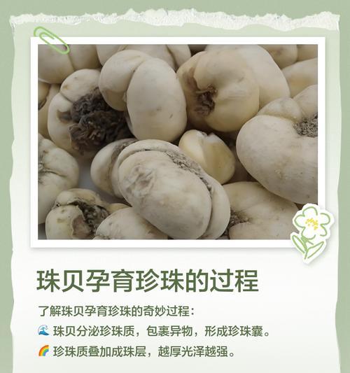 大话西游珠贝的正确使用方法是什么？使用珠贝有哪些技巧？  第3张