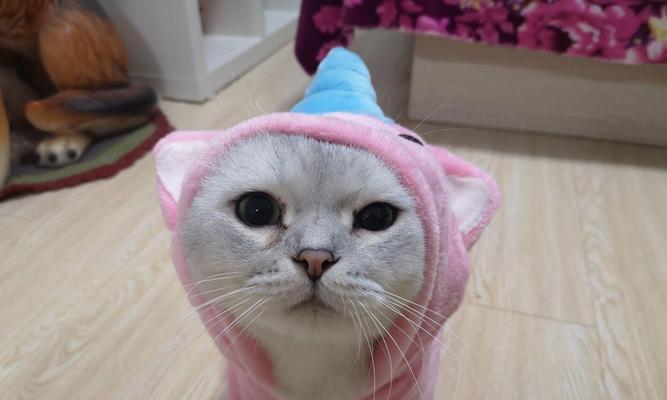 灵猫传橘——打造最受欢迎的猫咪游戏（让你的猫咪成为传奇）  第1张