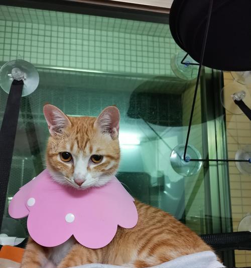 灵猫传橘——打造最受欢迎的猫咪游戏（让你的猫咪成为传奇）  第2张