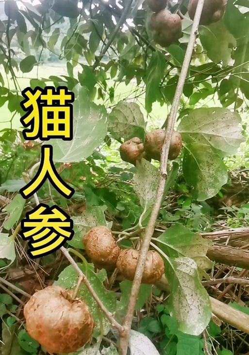 斗战神人参树精的打法是什么? 第2张 斗战神人参树精的打法是什么? 第2张