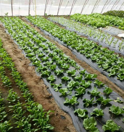 穿越火线兴兴获取方法是什么?如何顺利拿到兴兴? 第3张 穿越火线兴兴获取方法是什么?如何顺利拿到兴兴? 第3张