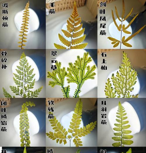 怎么获得蕨我的世界？蕨的获取方法和用途是什么？  第2张